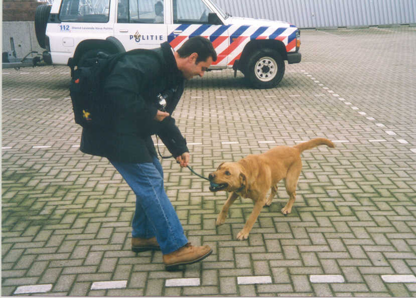labrador rietriever