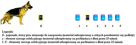 ci�g selekcyjny