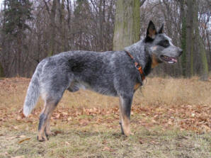 Australian cattle dog