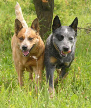 AUSTRALIAN CATTLE DOG