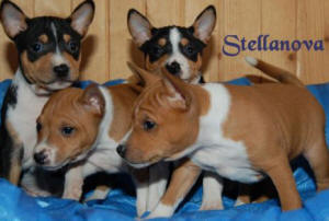 BASENJI - rasy ps&oacute;w