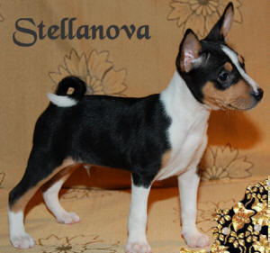BASENJI - rasy psów