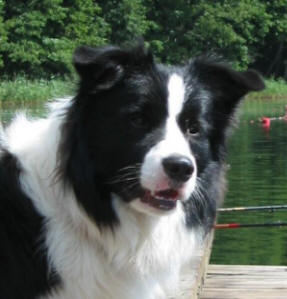BORDER COLLIE