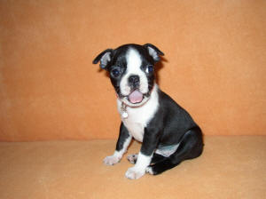 BOSTON TERRIER