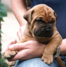 Bullmastiff