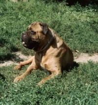 Bullmastiff
