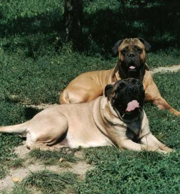 Bullmastiff